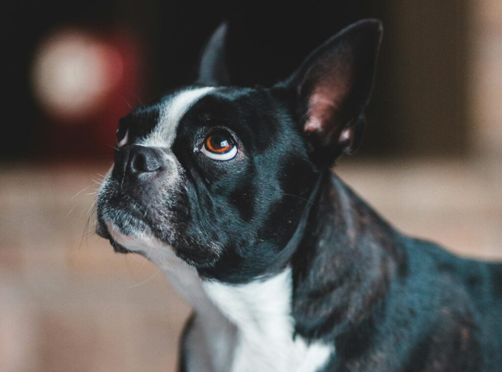 black and white brachycephalic dog looking up