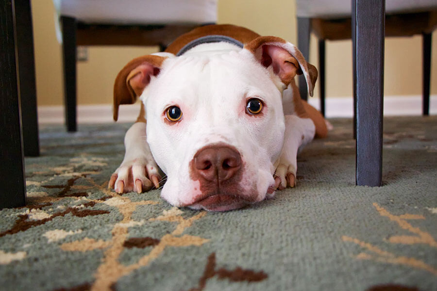 brown and white dog lying on rug under dining table