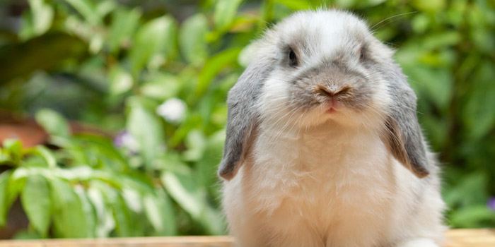 fluffy rabbit outside