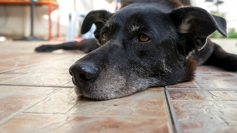 black dog lying on tile floor