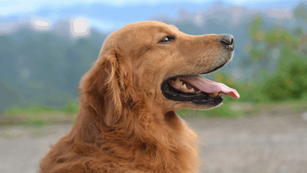golden retriever standing outside