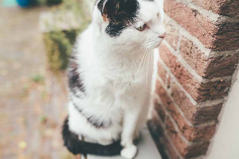Black and white cat with leg amputation