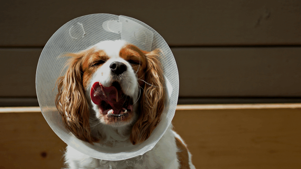 cavalier king charles spaniel yawning and wearing a surgical cone