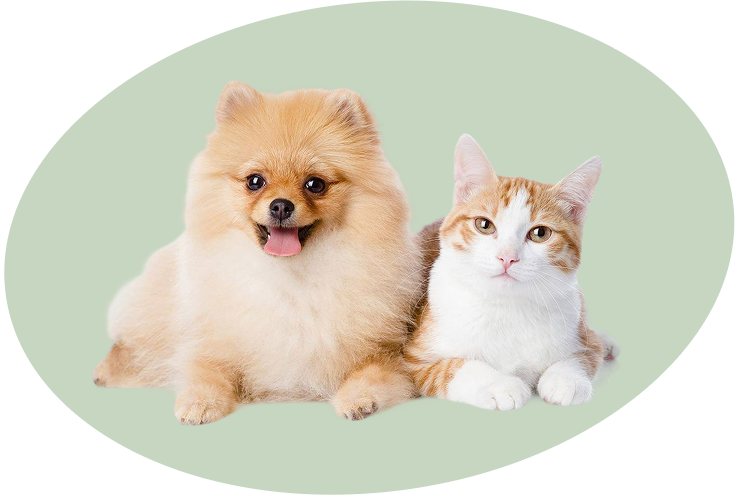 dog and cat snuggled together