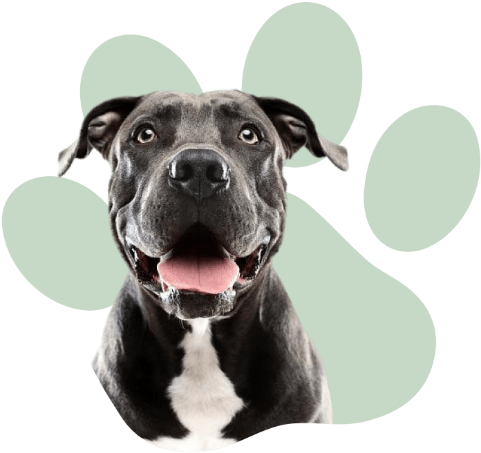 black and white dog looking straight ahead