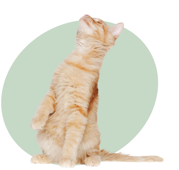 orange cat looking up