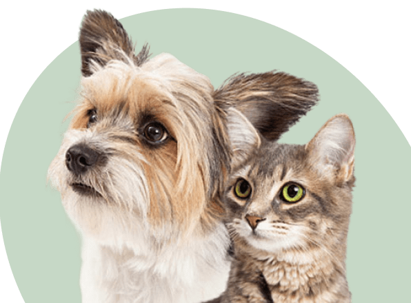 dog and cat sitting closely together