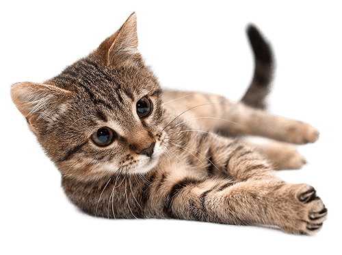 gray striped cat lying on side with claws extended