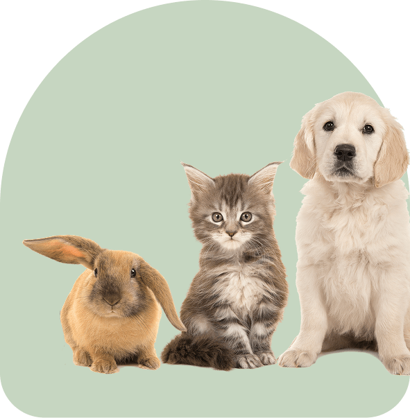 dog, cat, and rabbit standing next to each other