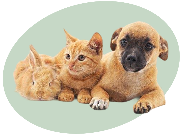 cat, dog, and rabbit snuggled together on green circle background